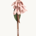 Osmanthus Charm Songmont Rouge Pink 