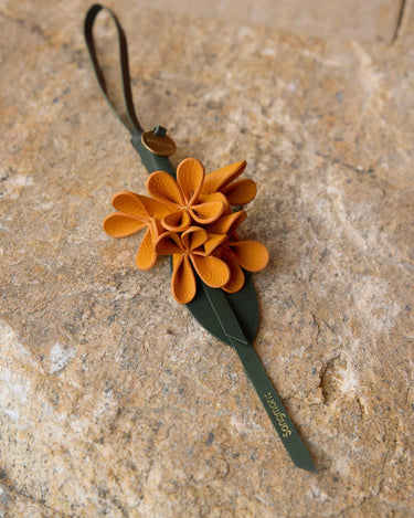 Osmanthus Charm Songmont 